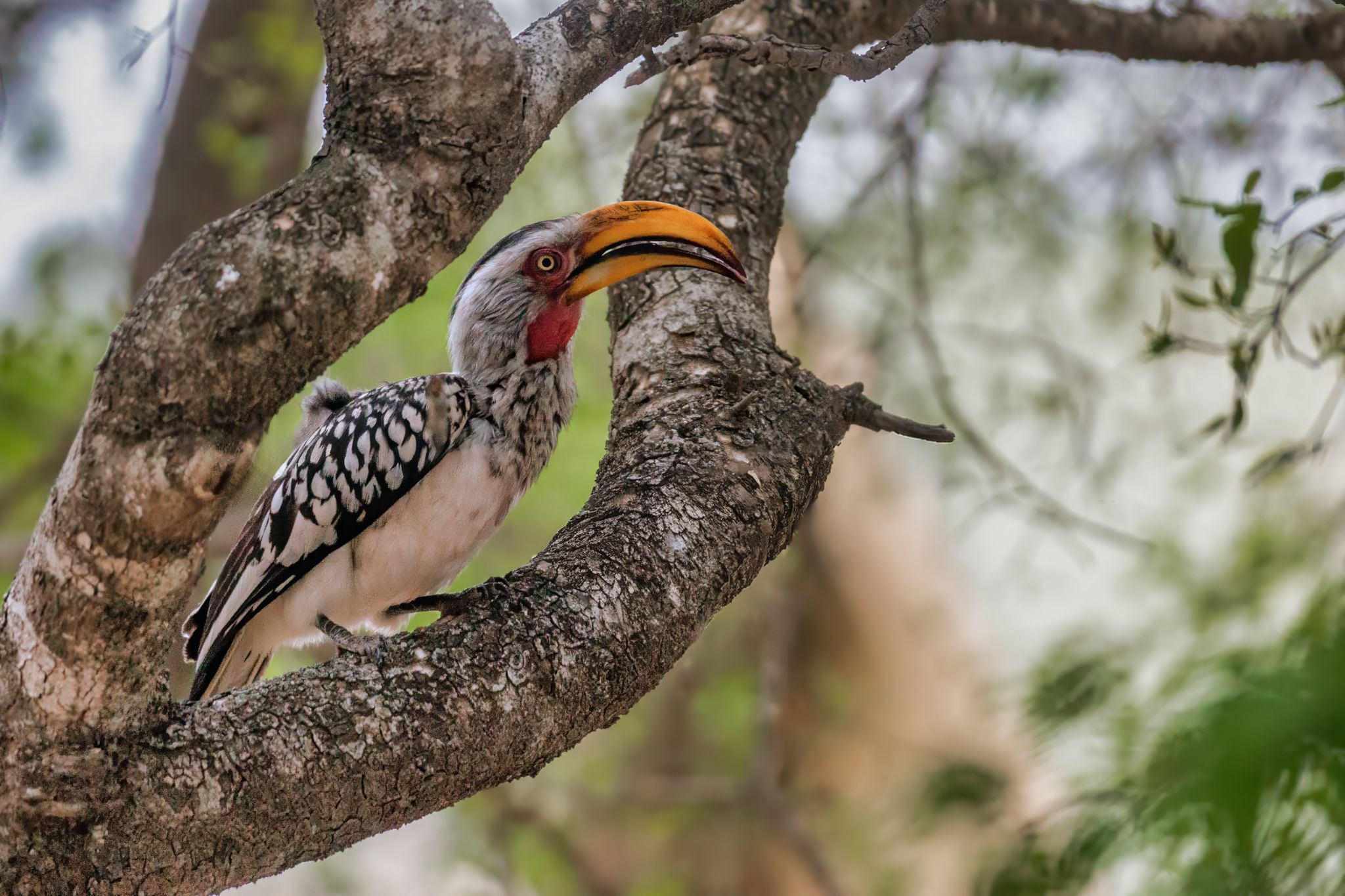 Südlicher Gelbschnabel-Hornvogel (Tockus leucomelas) im Kruger Nationalpark. Sie sind dafür bekannt, neugierig und mutig zu sein und sich häufig Menschen auf der Suche nach Futter zu nähern.